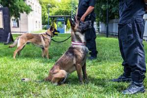 Sekcja specjalna zawsze lojalna