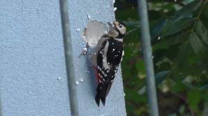 Mieszkańcy Czyżyn mają go dość: hałasuje, niszczy elewacje i jest sprytny