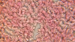 Kropla krwi w morzu głupoty. Nie dajcie się nabrać na to "badanie"