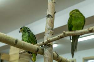 Prawdopodobnie najszczęśliwsze papugi w... Krakowie