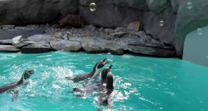 Wiosenne szaleństwo w krakowskim ZOO