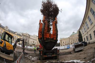 Niecodzienna akcja w centrum Krakowa, dąb w miejsce parkingu