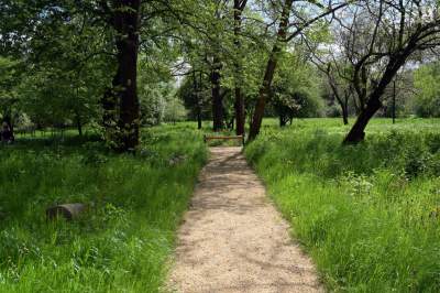 Co z koszeniem trawy w Krakowie? Urzędnicy wyjaśniają