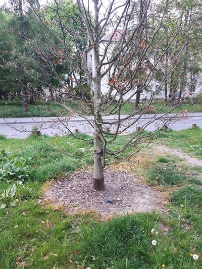 Dlaczego w parku Żeromskiego usychają drzewa? Trwa kontrola...