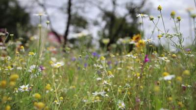Kwietne łąki w Krakowie są piękne! Powstanie kolejna