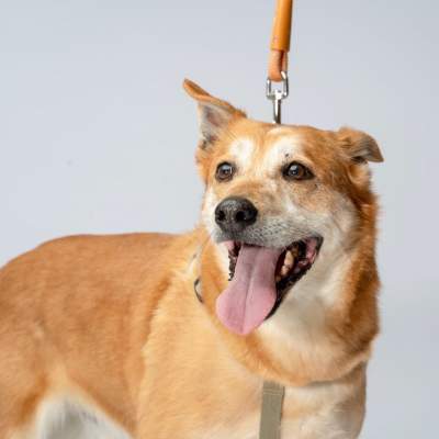 Psia lemoniada hitem krakowskiego klubu, ale nie chodzi o sprzedaż