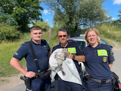 Strażnik Zbyszek znów w akcji, tym razem ratował łąbędzia na stopniu wodnym Dąbie