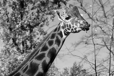 Słynna żyrafa Denar z krakowskiego ZOO nie żyje