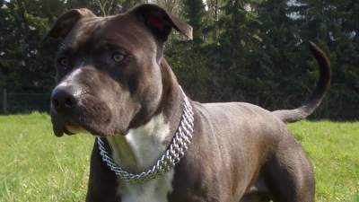 KTOZ: dwa amstaffy zagryzły jamnika na Plantach