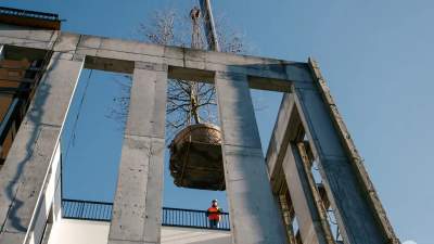 10-tonowy platan przesadzony do… hali sportowej