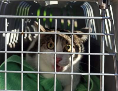 Na Ruczaju policja, strażacy i strażnicy ratowali... kota