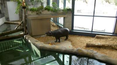 Mają prywatny kryty basen i panoramiczne okna. Krakowskie hipopotamy będą zadowolone