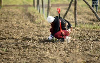 Akcja zalesiania Krakowa, siedem milionów nowych drzew w mieście