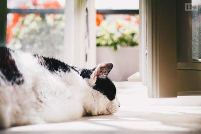 Najsłynniejszy krakowski kot - kustosz na emeryturze, następcy nie będzie