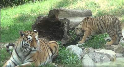 Krakowskie ZOO chwali się tygryskiem Diego. Urocze!