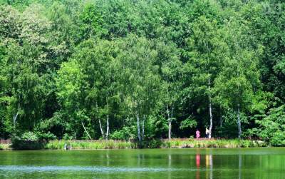 Kraków coraz bardziej zielony, licznik posadzonych drzew bije rekordy