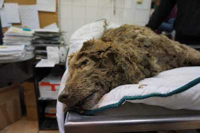 Ktoś zakopał psa żywcem? Zwierzę cudem przeżyło