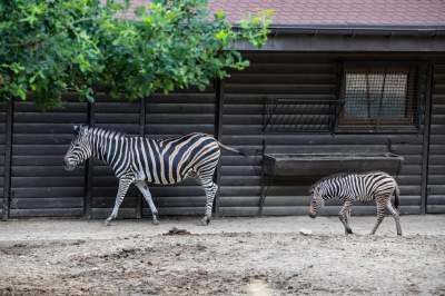 Nowy lokator krakowskiego ZOO. Czy będzie miał na imię Lajkonik?