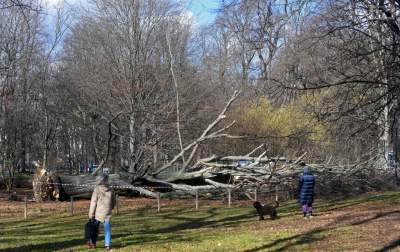 Powalony przez wichurę buk jednak zostanie na Plantach? „Bierzemy to pod uwagę"