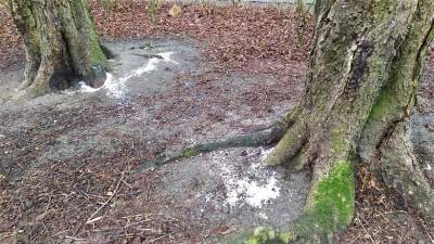 Ktoś chce zniszczyć drzewa w Parku Krakowskim. Kolejny taki przypadek