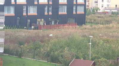 Jelonek albinos na krakowskim Ruczaju. Niecodzienny widok