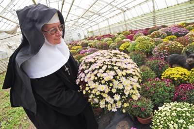 Chryzantemy najlepiej kupować tutaj. Dochód przeznaczają na szczytny cel