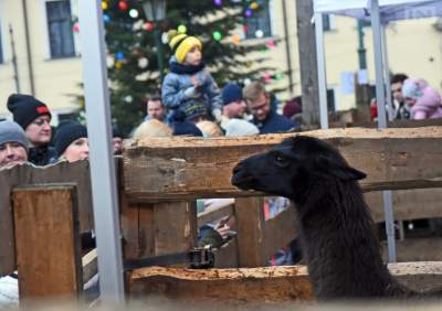 W ZOO zamiast na Franciszkańskiej. Żywa Szopka 2020