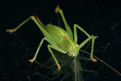 Pod Wawel przeprowadził się z Włoch. Pomoże uratować kasztanowce?