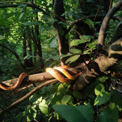 Wąż w parku Reduta przestraszył spacerowiczów. Interweniowała Straż Miejska