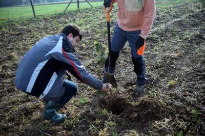 Będzie kolejny las w Krakowie, zasadzą go sami mieszkańcy