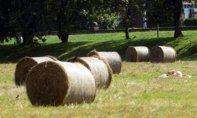 Co zrobić ze skoszoną trawą w mieście, korą z drzew i krzewów? MPO radzi