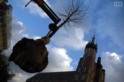 Naukowcy już 30 lat temu sadzili drzewa na Rynku. "Nie byliśmy tacy odważni"