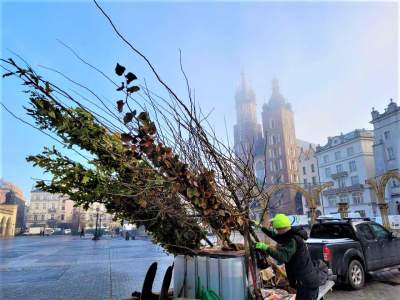 Nowe drzewa na Rynku Głównym będą w... donicach. "Żeby przekonać wątpiących"