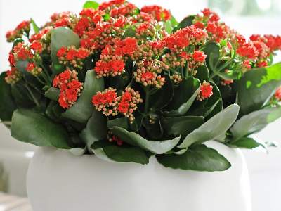 Urząd Miasta rozda mieszkańcom 10 tysięcy roślin. Pod jednym warunkiem...