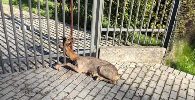 Krakowska straż miejska uratowała sarnę, zwierzę utknęło między prętami ogrodzenia