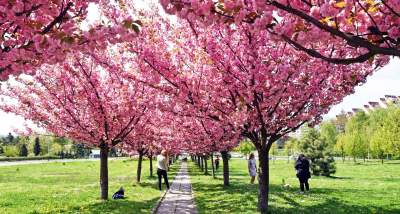 Kwitnie cudowna, wiśniowa aleja. Mamy w Krakowie „drugą Japonię”