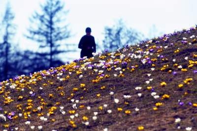 Wkrótce w Krakowie zakwitnie pół miliona kwiatów. Krokusy już "w akcji"