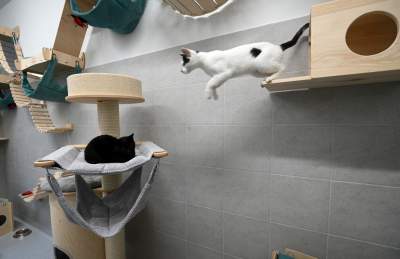 Drapaki, hamaki, wiszące mostki - to schronisko to raj dla kotów