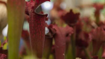 Zabijają ofiary w ułamku sekundy, pokaz owadożernych roślin