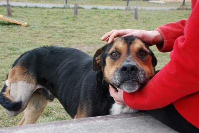 To również skutek drożyzny: zastój w adopcjach bezdomnych psów