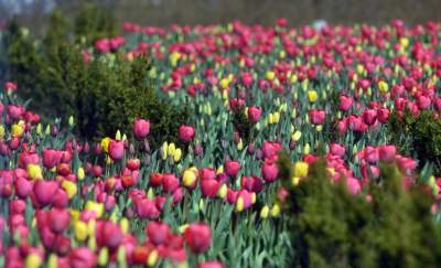 Holandia w centrum Krakowa. To będzie cudowne miejsce