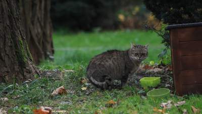 Bezpłatne zabiegi dla psów i kotów, gdzie i kiedy można skorzystać?