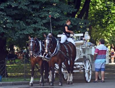 Przed nami upalne dni, apel o pomoc dla zwierząt