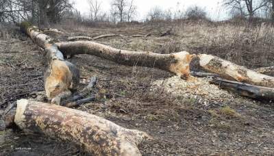 Kto zniszczył drzewa nad Wisłą w Łęgu? "W sumie to dobra wiadomość"