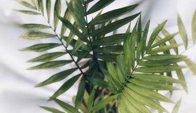 Cztery tysiące roślin dla krakowskich uczniów. W zamian za baterie, stare telefony, ładowarki...