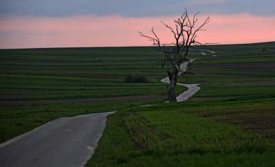 To drzewo - symbol zostało zniszczone. Słynny dąb padł...