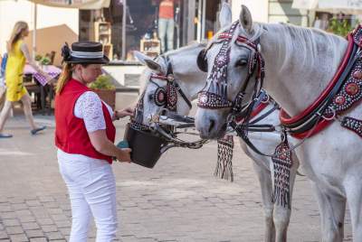 Dorożki wróciły na Rynek Główny. Na jak długo?