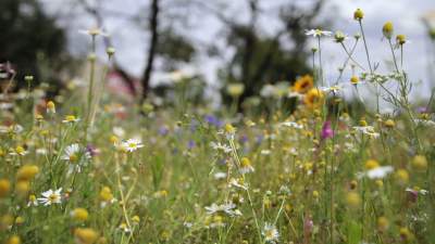 Będą rozdawać krakowianom saszetki nasion, do wysiewania kwietnych łąk
