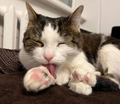 Wyrok za skatowanie kota, krakowscy aktywiści zapowiadają sprzeciw