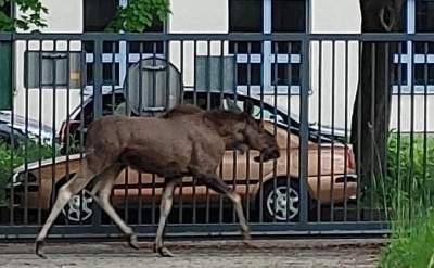 Dzień łosi w Krakowie. Udało się złapać dwie sztuki